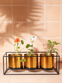 Set of 3 Golden Planters in a Black Metal Frame - The Heritage Artifacts